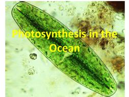 Marine Science - Photosynthesis in the Ocean | Teaching Resources