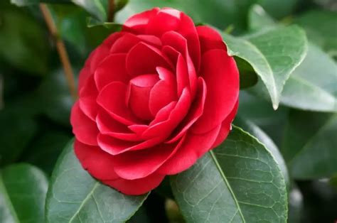 20 Different Types of Camellia Plants - Garden Lovers Club