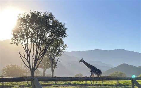 Bioparque Estrella Monterrey, el safari cerca de la ciudad - Escapadas ...