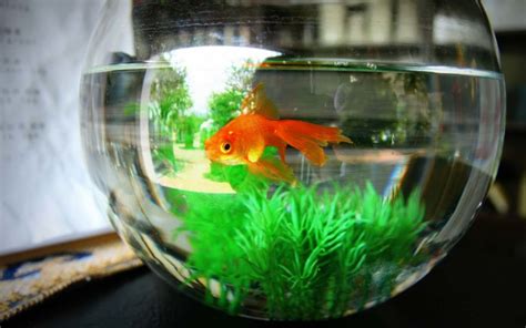 Can Goldfish Live in a Bowl with a Plant?