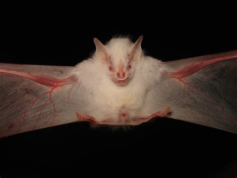 Albino bat | An albino Artibeus cinereus It was the first re… | Flickr