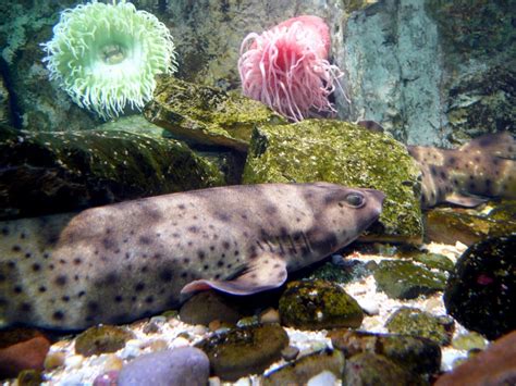 Swell Shark – "OCEAN TREASURES" Memorial Library