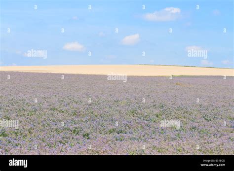 Norfolk lavender fields Stock Photo - Alamy