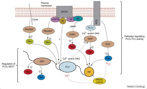 Phospholipase C epsilon: linking second messengers and small GTPases: Trends in Cell Biology