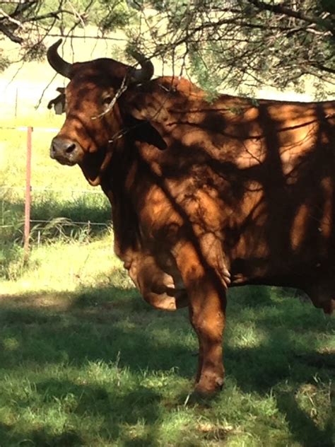 Training cattle to electric fence | The Farming Forum