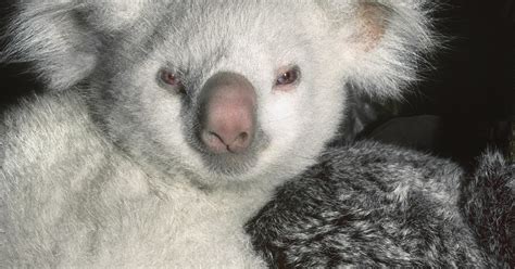 Goolara, albino Queensland koala | San Diego Zoo 100