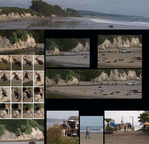 Goleta Beach baby seal rescue and views | Flickr