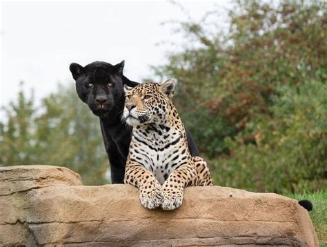 Rare Newborn Black Jaguar Cub Brings Hope to the “Near Threatened ...