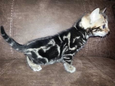 Marbled Bengal Kittens for Sale in La Cygne, Kansas Classified ...