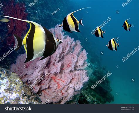 Moorish Idol (Zanclus Cornutus) The Type Of Fish Known As Gill In Finding Nemo. Stock Photo ...