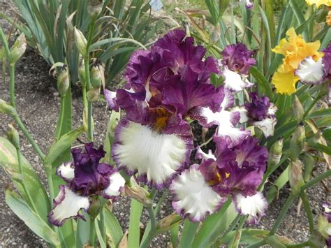 The lovely 'Sing a Song' iris | Iris, Bearded iris, Flowers