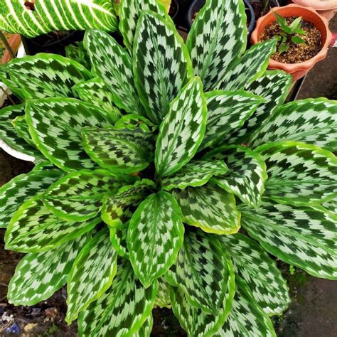 10 plants Calathea picturata Calathea Peacock Calathea Eagle | Etsy