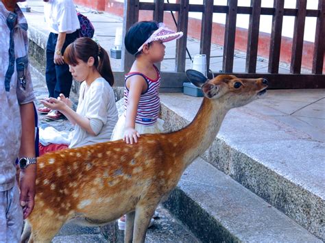 Feeding Deer in Nara, Japan That Bow! (Story & Guide)