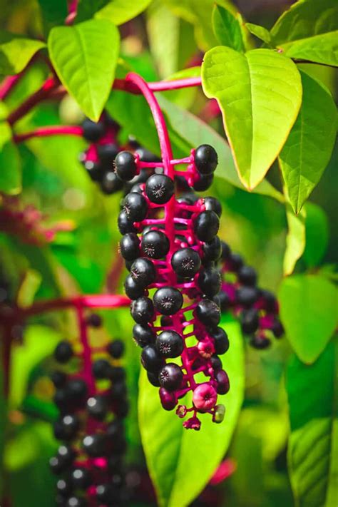 Foraging for Elderberries & Elderflowers: Identification, Look-alikes ...