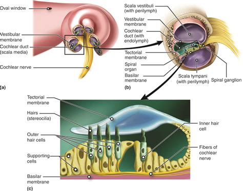 Special Senses: Hearing (Audition) and Balance | Anatomy and Physiology I