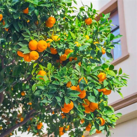 Valencia Orange Tree | Plants Express