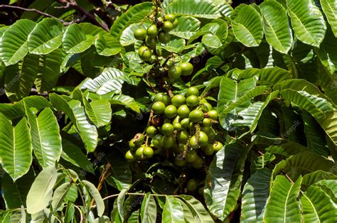 Premium Photo | Matoa fruits (pometia pinnata) hanging on the tree, native fruit from papua ...