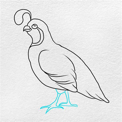 How to Draw a Quail - HelloArtsy