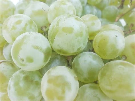 The Best Tasting Grape Varieties - Plant Them in Your Yard! - Eat Like No One Else