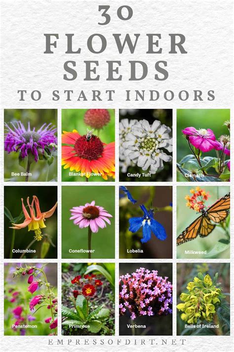 30 Flower Seeds To Start Indoors (Late Winter & Spring)