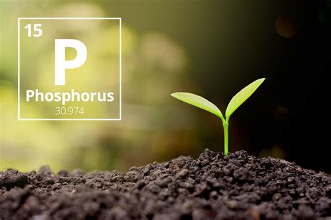 The importance of phosphorus to crops