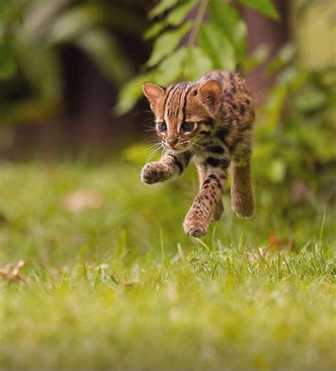 PsBattle: this jumping baby leopard : r/photoshopbattles