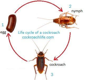 german roach life cycle - Valrie Zielinski