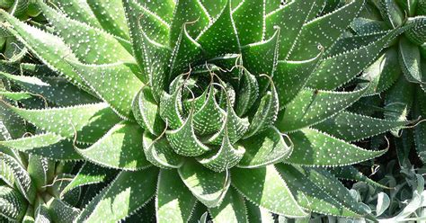 Lace Aloe Planting, Care, & Propagation Guide - The Garden Magazine