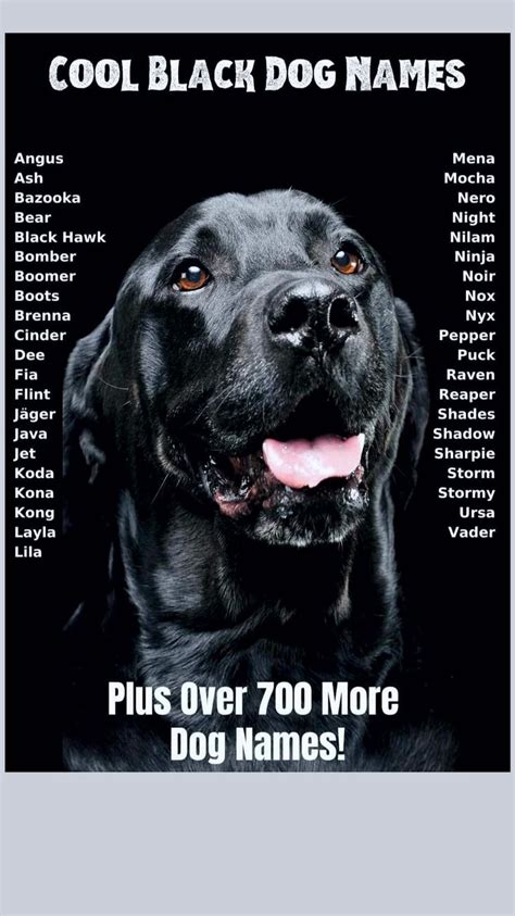 The 105 Best Black Dog Names | Black dog names, Dog names, Tough dog names