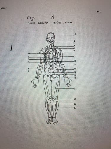 Anatomy and physiology Lab quiz 1 Flashcards | Quizlet