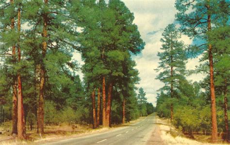 Arizona - Highway Through Ponderosa Pine Forest. This is beautiful. | Pine forest, Forest ...