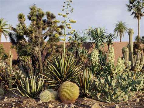 3D tropical desert plant includes model - TurboSquid 1650875