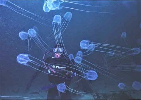 Creature Feature by Dr Gerald Goeden: THE DEADLY BOX JELLYFISH