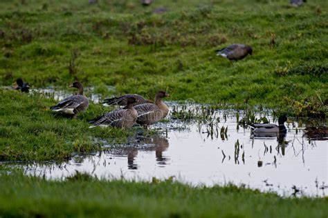 Group of Geese and Ducks Swimming in a Pond in Norfolk UK Stock Photo - Image of field, nature ...