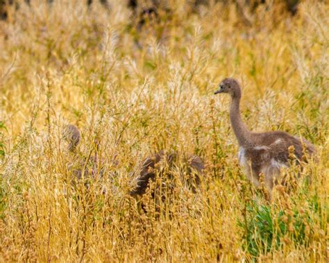 Puerto Madryn Argentina with Kids: A Wildlife Safari in Patagonia ...