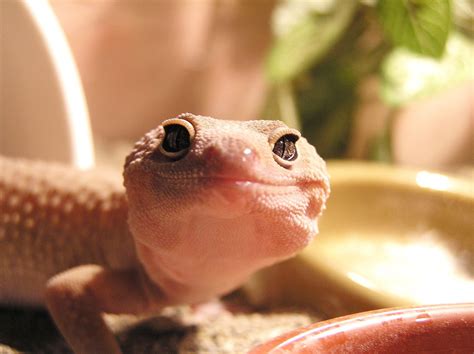 Free Albino leopard gecko face Stock Photo - FreeImages.com