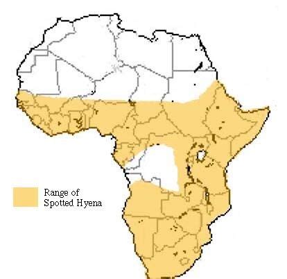 Spotted hyenas are listed as Least Concern by the IUCN on account of its widespread range and ...