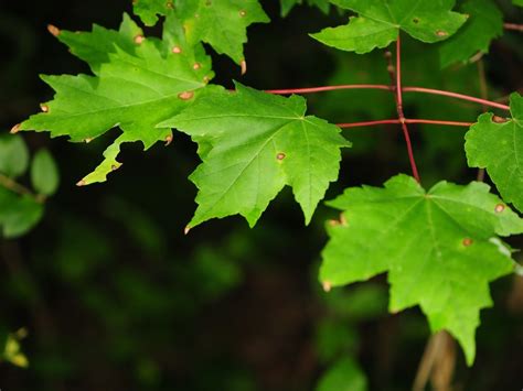 Red maple (Acer rubrum) (Trees and Shrubs of Lost 40 SNA) · BioDiversity4All