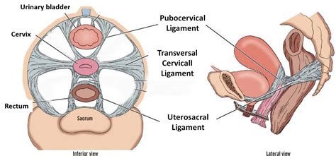 Uterus – Anatomy QA