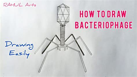 Diagram Of Bacteriophage | How To Draw Bacteriophage Diagram | Class 11 | Biology - YouTube