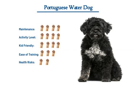 Portuguese Water Dog… Everything You Need to Know at a Glance!