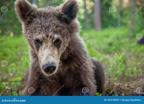 Wild Brown Bear Cub Looking at Camera Close-up Wide Angle. Cub of Brown ...