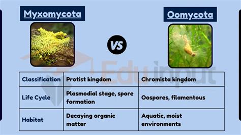 Difference Between Myxomycota and Oomycota