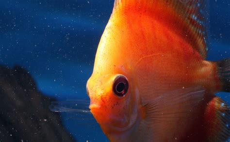 Discus in the aquarium - | Aquasabi | Aquasabi - Aquascaping Shop