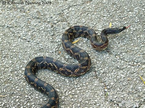 Texas rat snake. Non-Venomous. Beneficial. | Rat snake, Snake, Corn snake