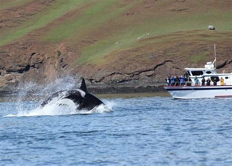 Whale Watching on Orcas Island | Euro Travel Coach