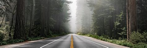 Scenic route Redwood National Forest | Premium Photo - rawpixel