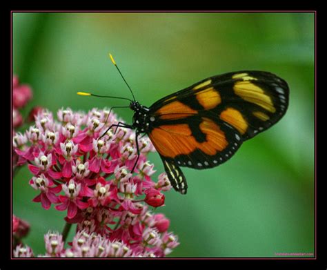 Heliconius Melpomene I by 51ststate on DeviantArt