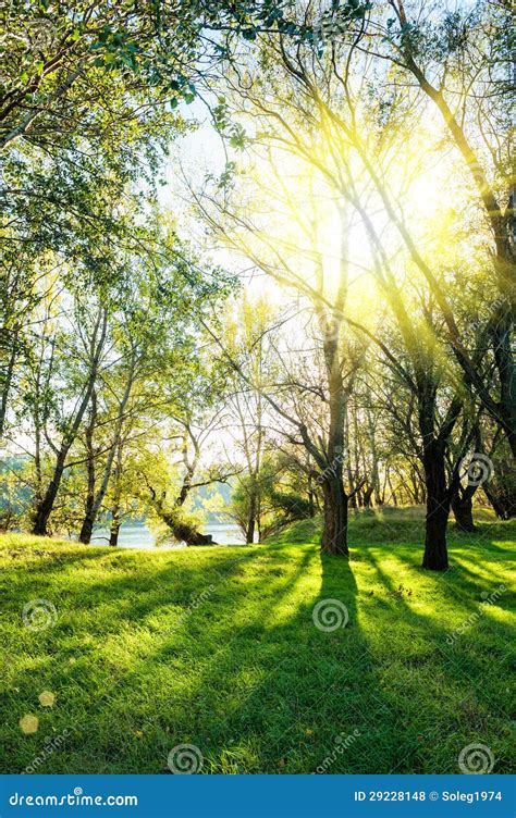 Sunny Landscape with Forest Stock Photo - Image of blue, gleam: 29228148