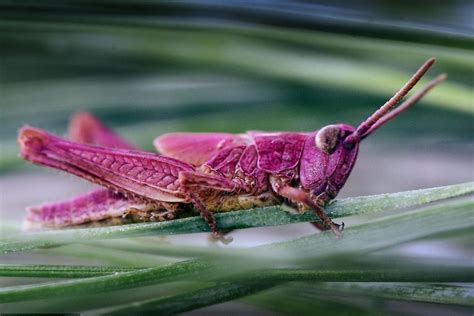 The Verge Review of Animals: the pink grasshopper - The Verge